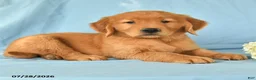 Golden Retriever dogs for sale: Maggie - Ad 3