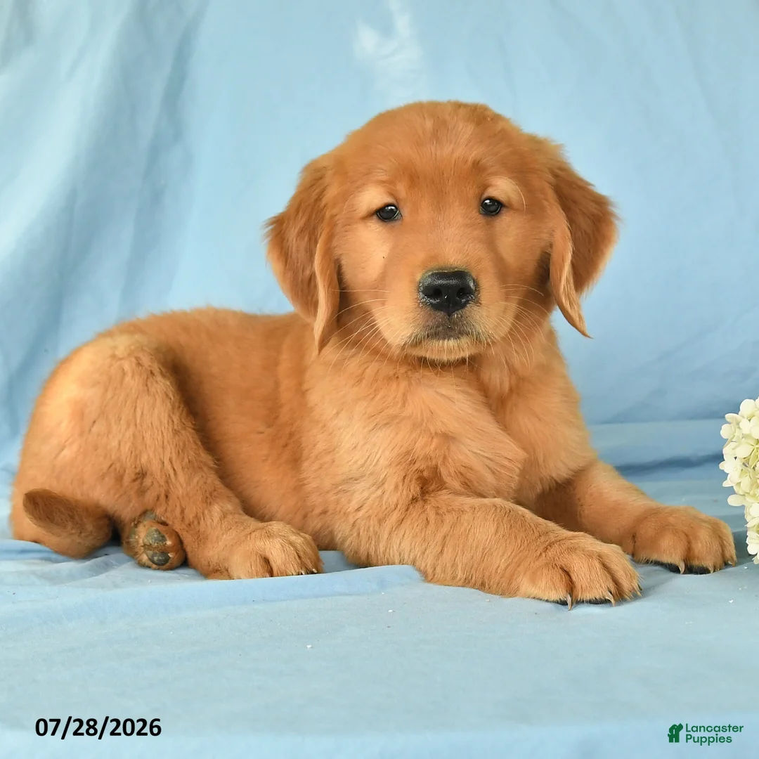 Golden Retriever dogs for sale: Maggie - Ad 3