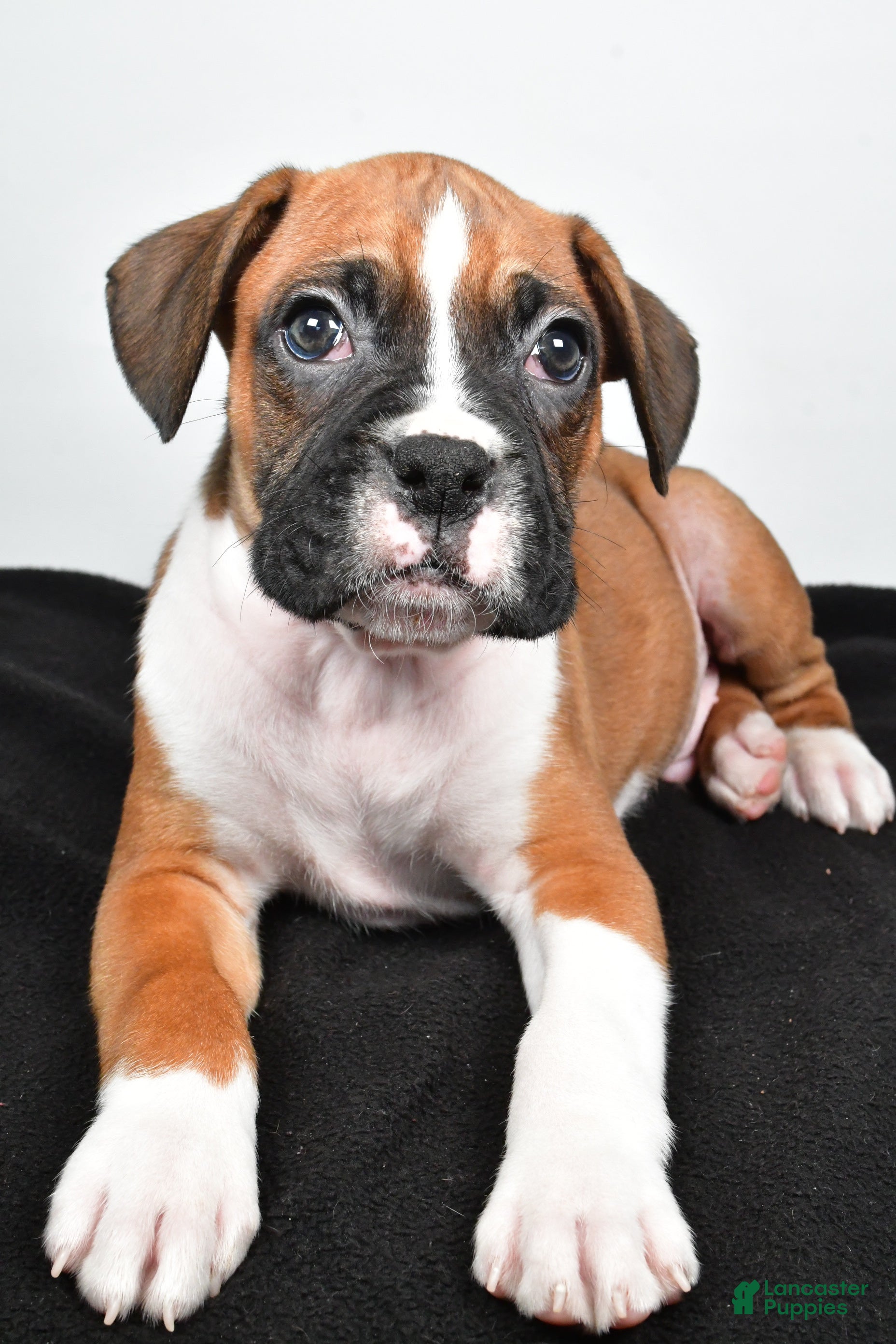 Boxer dogs Tyler - Ad 2
