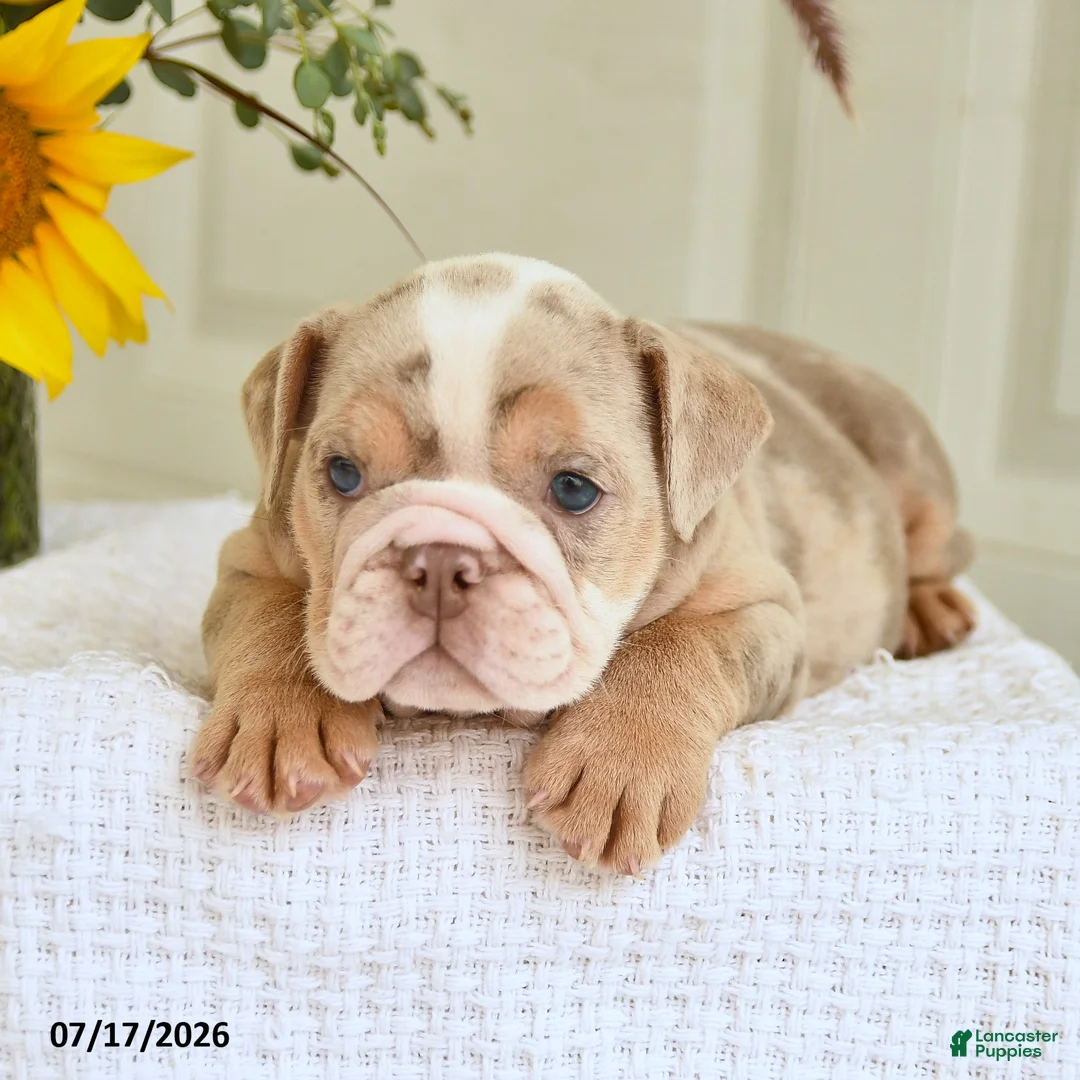English Bulldog dogs for sale: Trixie - Ad 1