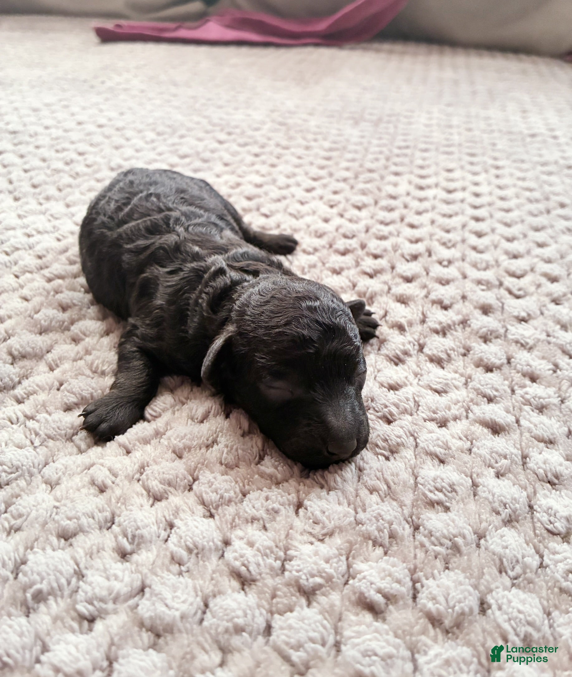Toy Poodle dogs MERESANHK TUT - Ad 1