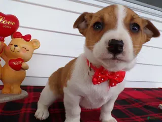 Jack Russell Terrier dogs Jack Russell Terrier Puppy 2 Trixie - Ad 21