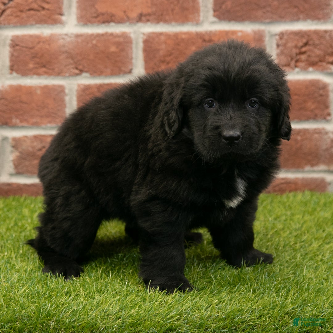 Newfoundland dogs for sale: Jewel - Ad 1