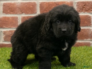 Newfoundland dogs Jewel - Ad 17
