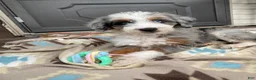 Aussiedoodle dogs for sale: Aussiedoodle 1 - Ad 4