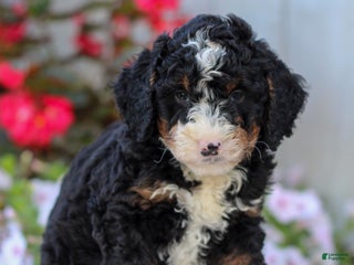 Mini Bernedoodle dogs - Ad 26