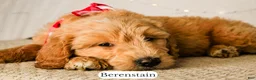 Goldendoodle dogs for sale: Berenstain - Ad 12