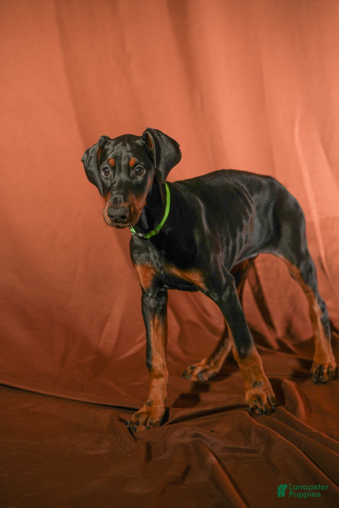Doberman Pinscher dogs for sale: Green - Ad 5