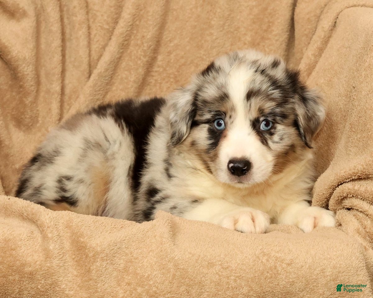 Miniature Australian Shepherd dogs Max - Ad 2