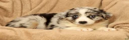 Miniature Australian Shepherd dogs for sale: Max - Ad 7