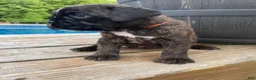 Boxer dogs for sale: Orange - Ad 4