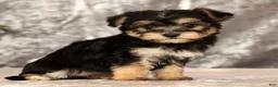 Yochon dogs for sale: Vanessa - Ad 7