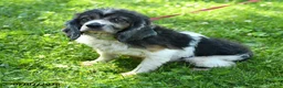 Mini Hippo dogs for sale: Chloe - Ad 6