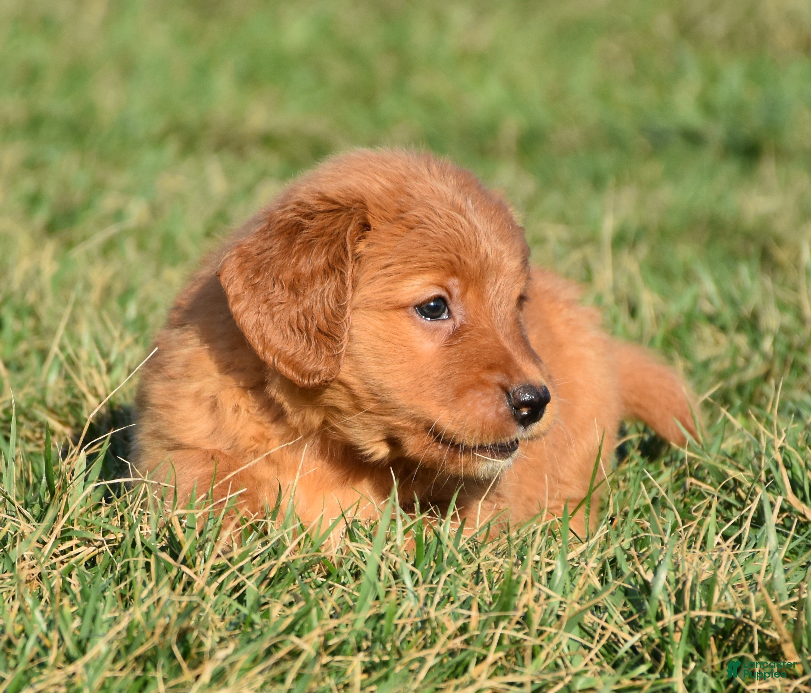 Golden Retriever dogs Pansy   Genetic/OFA - Ad 1