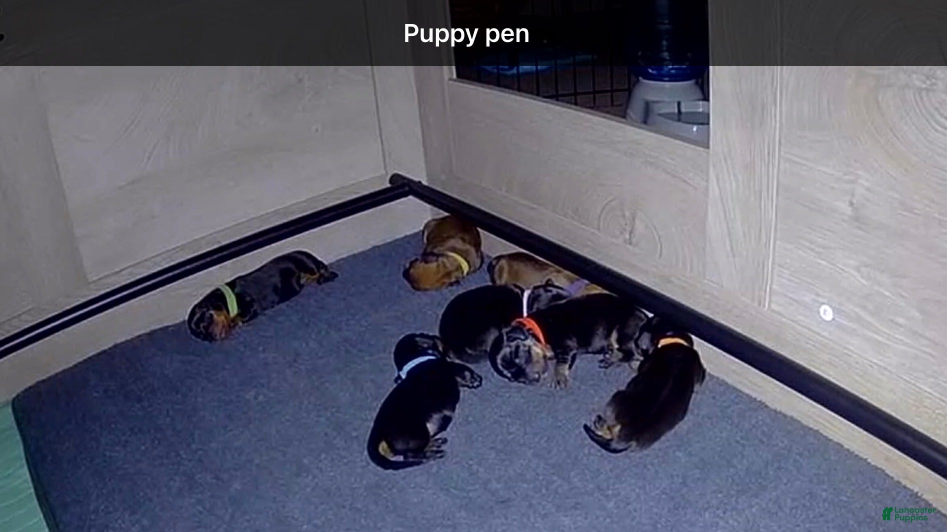 Dachshund dogs Dachshund 5 - Ad 42