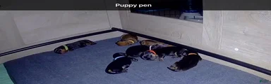 Dachshund 5