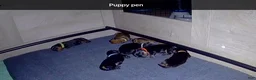 Dachshund dogs for sale: Dachshund 5 - Ad 1