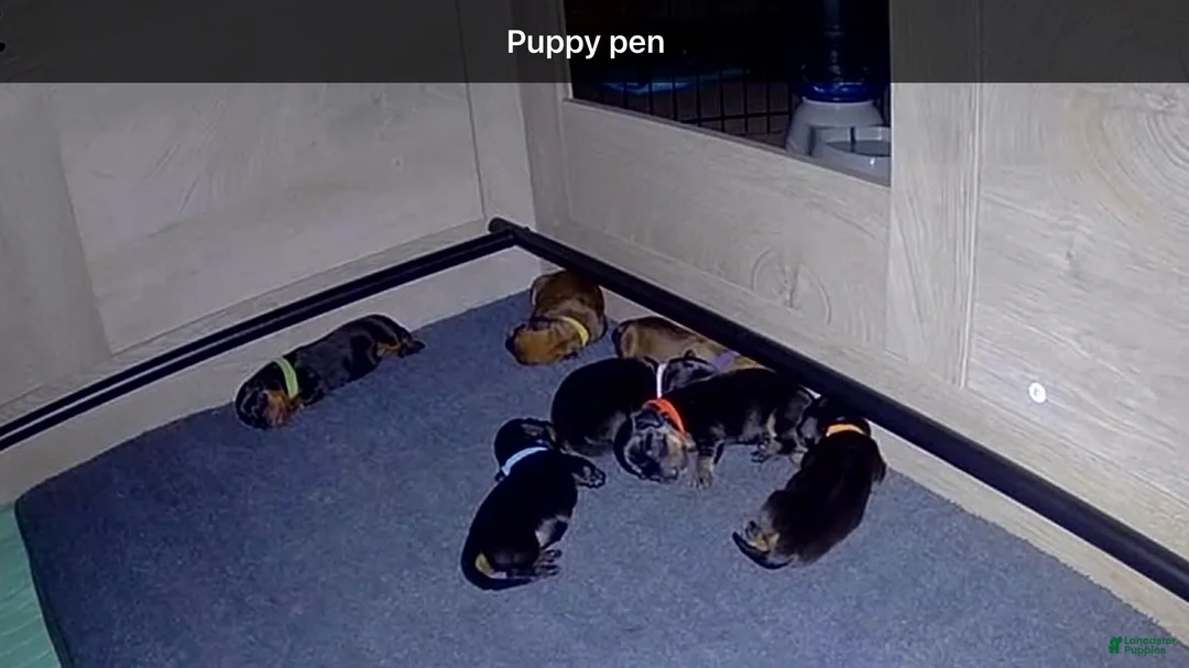 Dachshund dogs for sale: Dachshund 5 - Ad 1