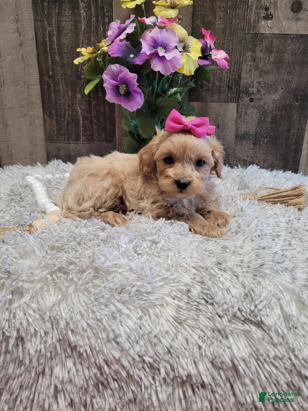 Mixed Breed dogs for sale: Haley - Ad 5
