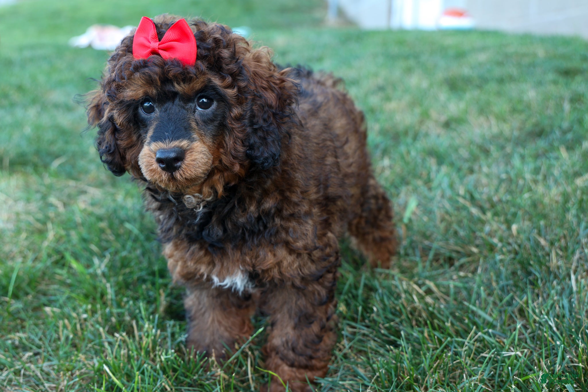 Miniature Poodle dogs MARSHALL - Ad 2