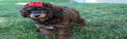 Miniature Poodle dogs for sale: MARSHALL - Ad 2