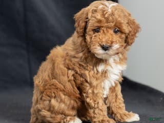 Miniature Poodle dogs Kristen - Ad 19