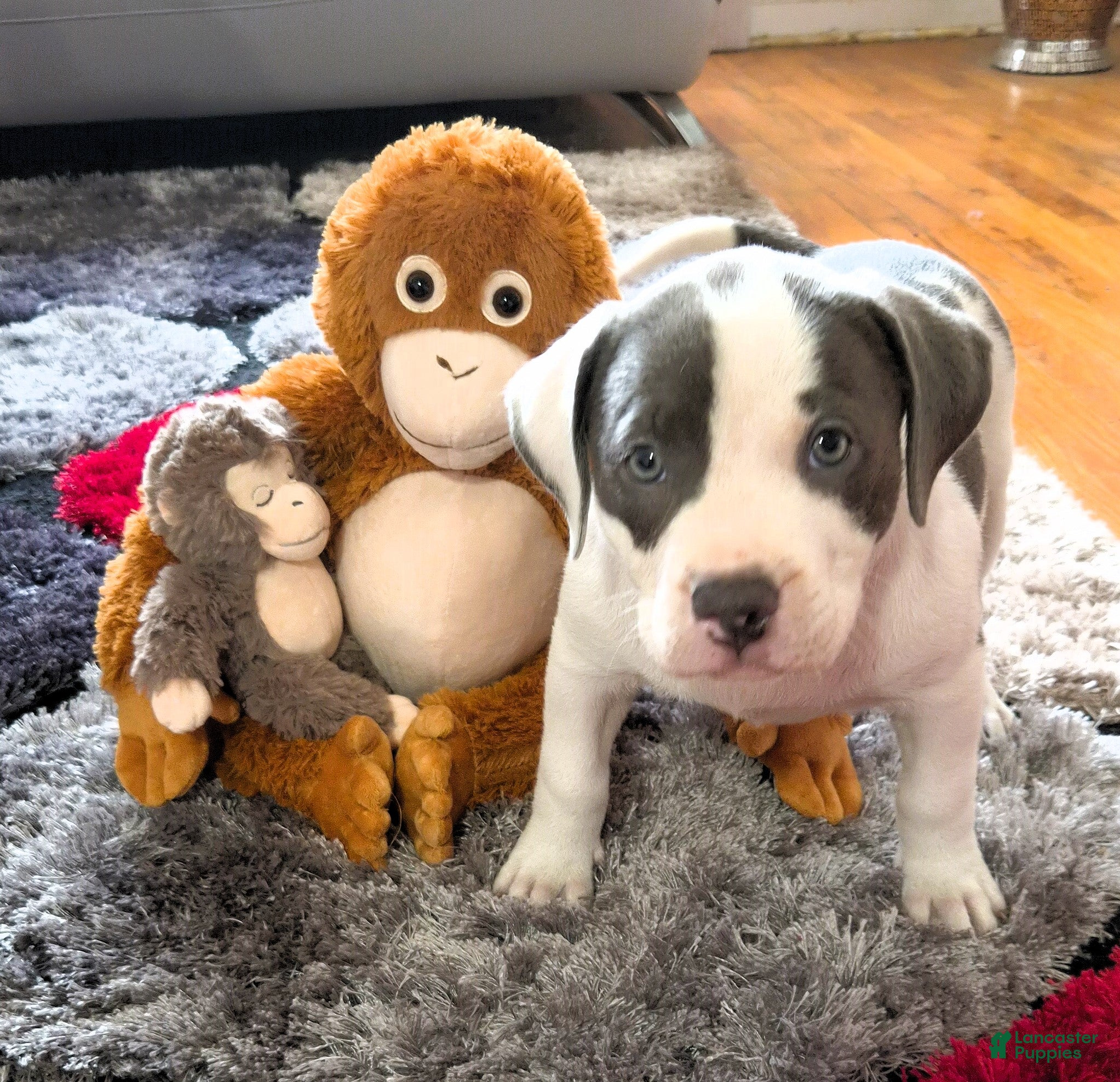 American Bully dogs MEG THA STALLION - Ad 9