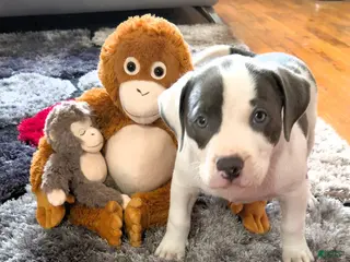 American Bully dogs MEG THA STALLION - Ad 9