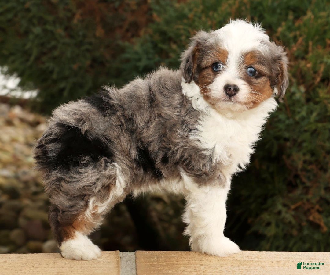 Mini Aussiedoodle dogs for sale: Wyatt - Ad 3