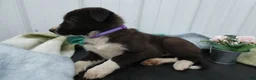 Border Collie dogs for sale: Border Collie Puppy 5 Trina - Ad 3