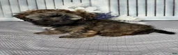 Havapoo dogs for sale: Sophie  - Ad 3