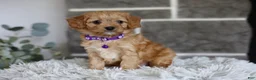 Cavapoo dogs for sale: Rosie - Ad 6