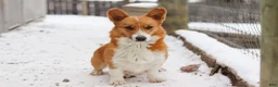 Welsh Corgi Pembroke dogs for sale: Pepper - Ad 10