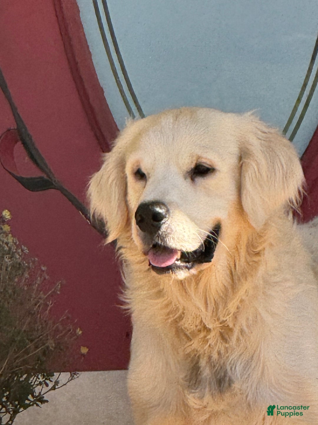 Golden Retriever dogs for sale: Pink collared female  - Ad 4