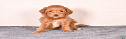 Cavapoo dogs for sale: Sara - Ad 2