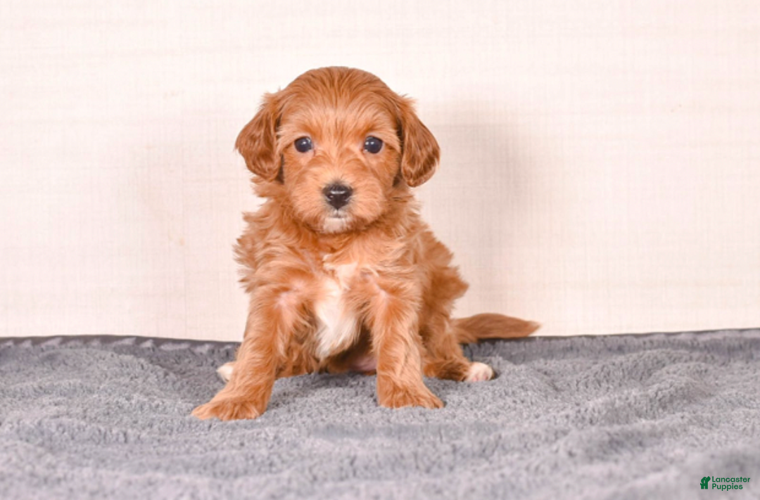 Cavapoo dogs for sale: Sara - Ad 2