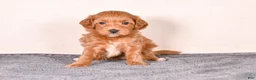 Cavapoo dogs for sale: Sara - Ad 2