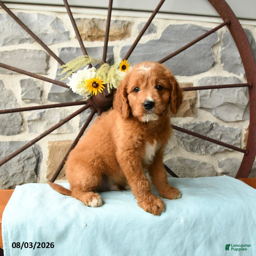 Mixed Breed dogs Leo - Ad 1
