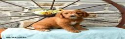 Mixed Breed dogs for sale: Leo - Ad 1