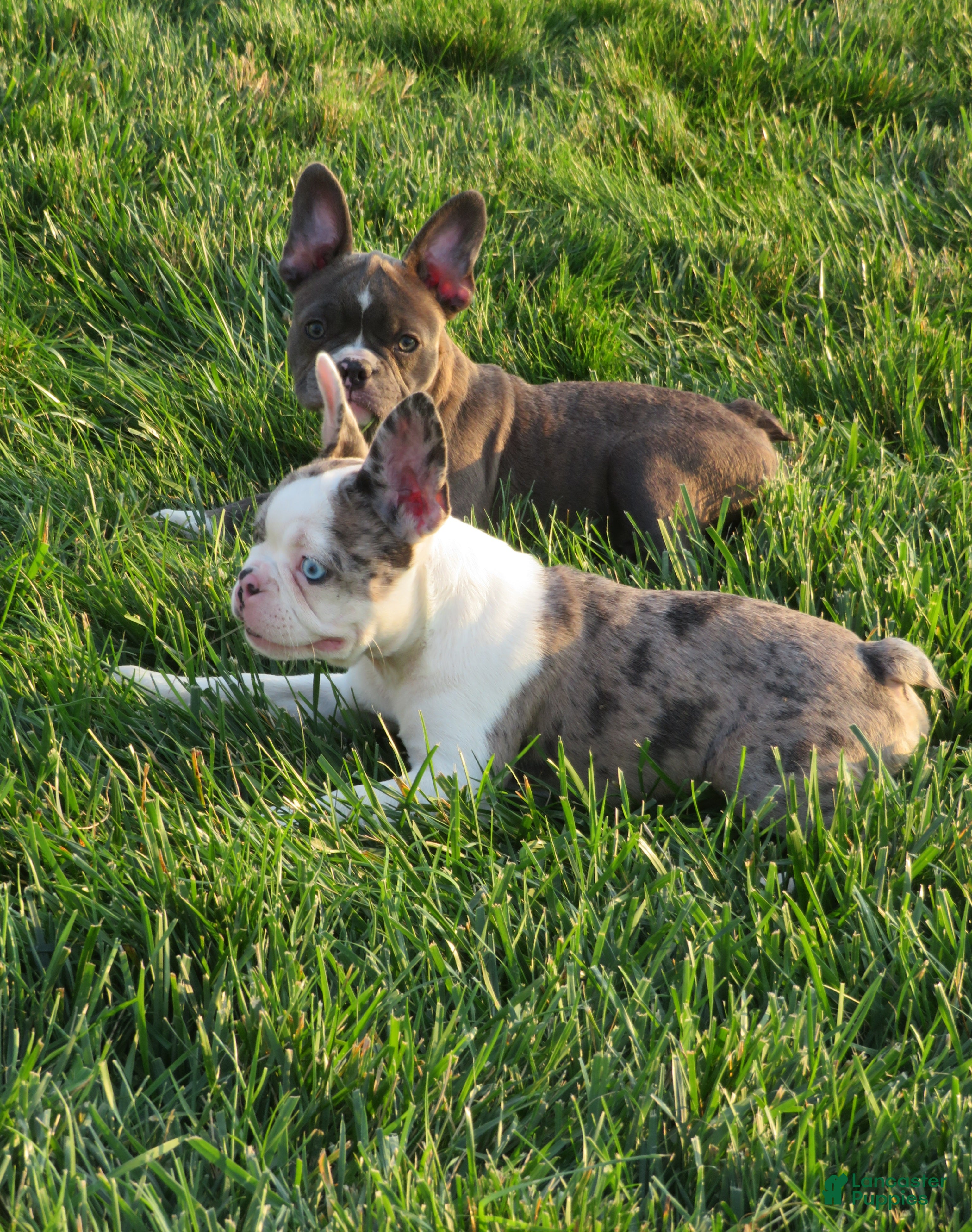 Frenchton dogs Tessa - Ad 2