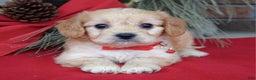 Cavachon dogs for sale: Callie - Ad 3