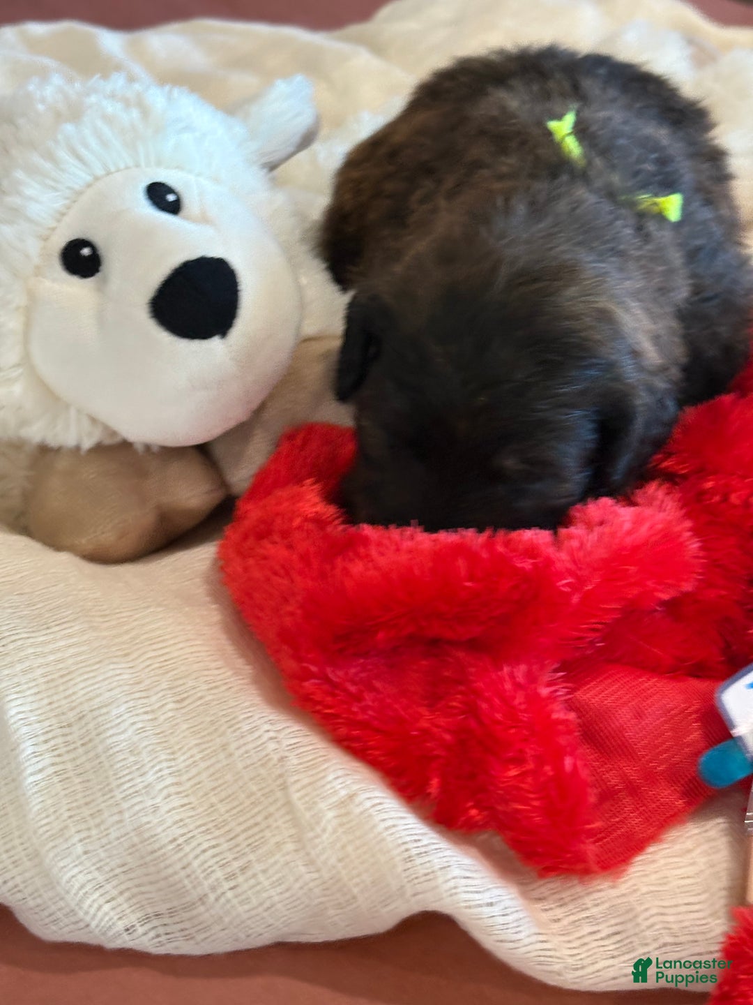 Mixed Breed dogs for sale: male # 5 English Shepherd Doodle  - Ad 5