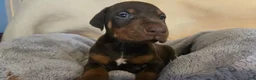 Doberman Pinscher dogs for sale: Doberman Pinscher 1 - Ad 1