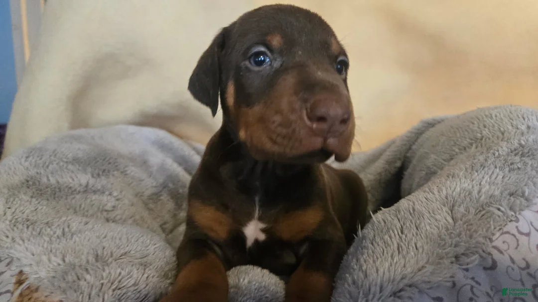 Doberman Pinscher dogs for sale: Doberman Pinscher 1 - Ad 1