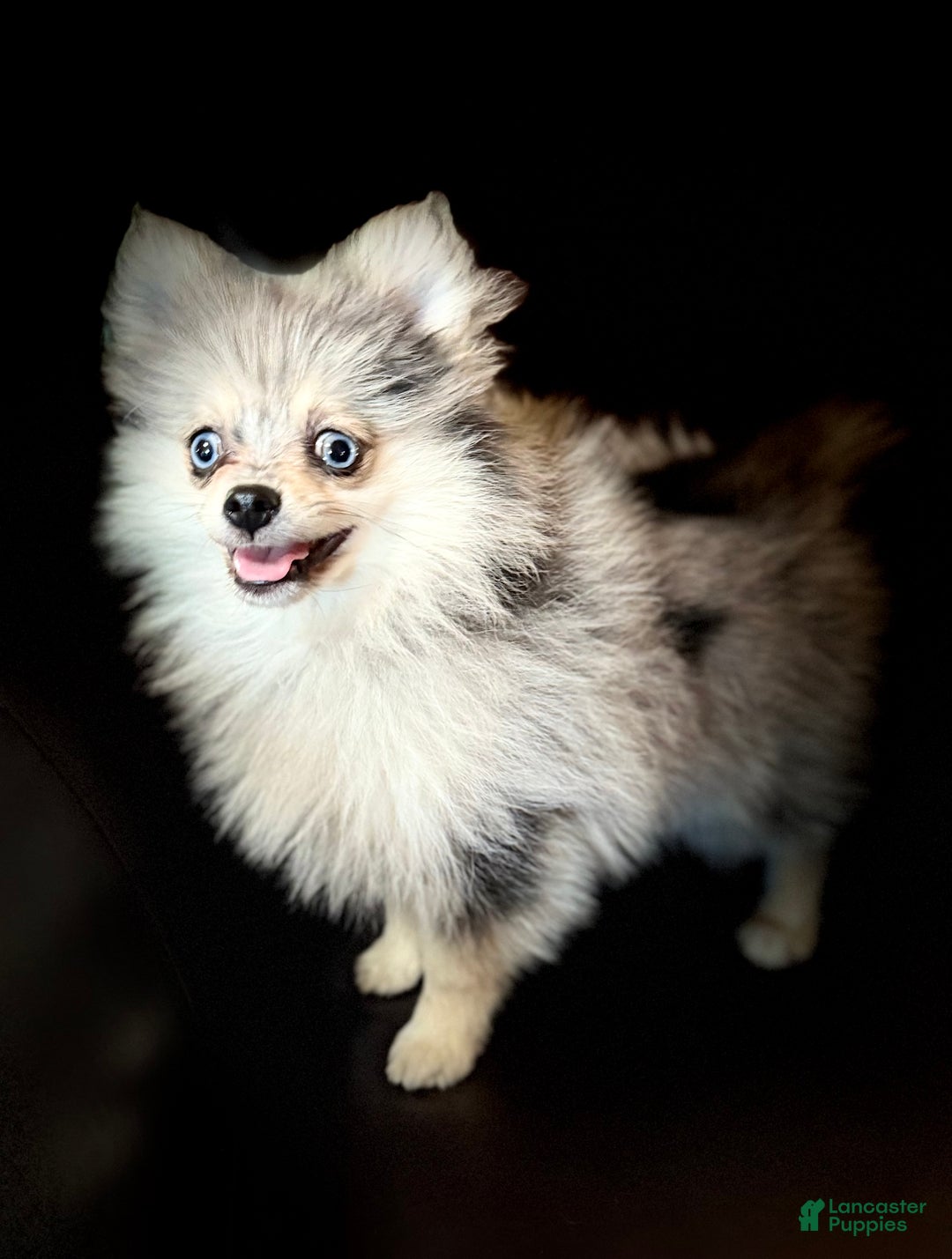 Pomeranian dogs for sale: Benji was his name~o - Ad 11