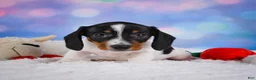 Miniature Dachshund dogs for sale: Coby - Ad 5