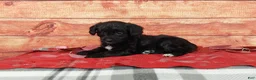 Aussiedoodle dogs for sale: Aussiedoodle Puppy 1 - Ad 5