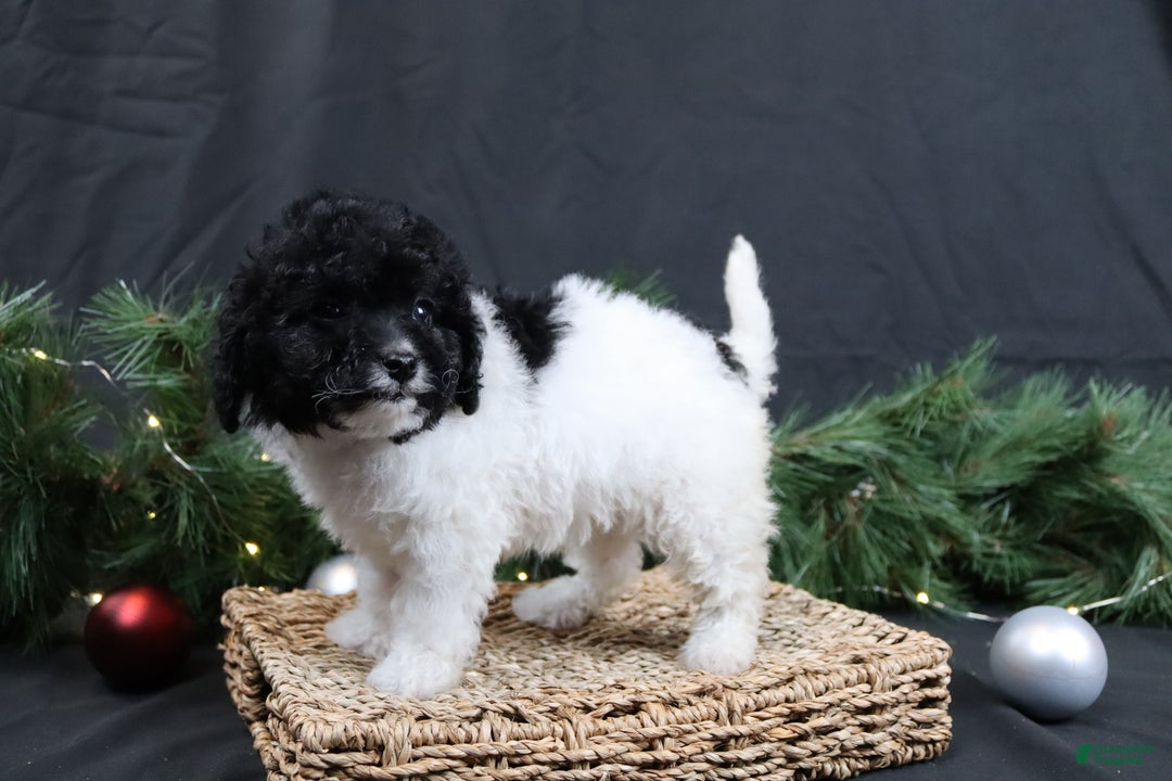 Cavapoo dogs for sale: Jingle - Ad 3