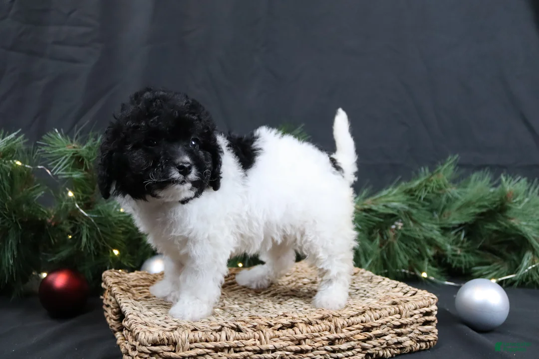 Cavapoo dogs for sale: Jingle - Ad 6