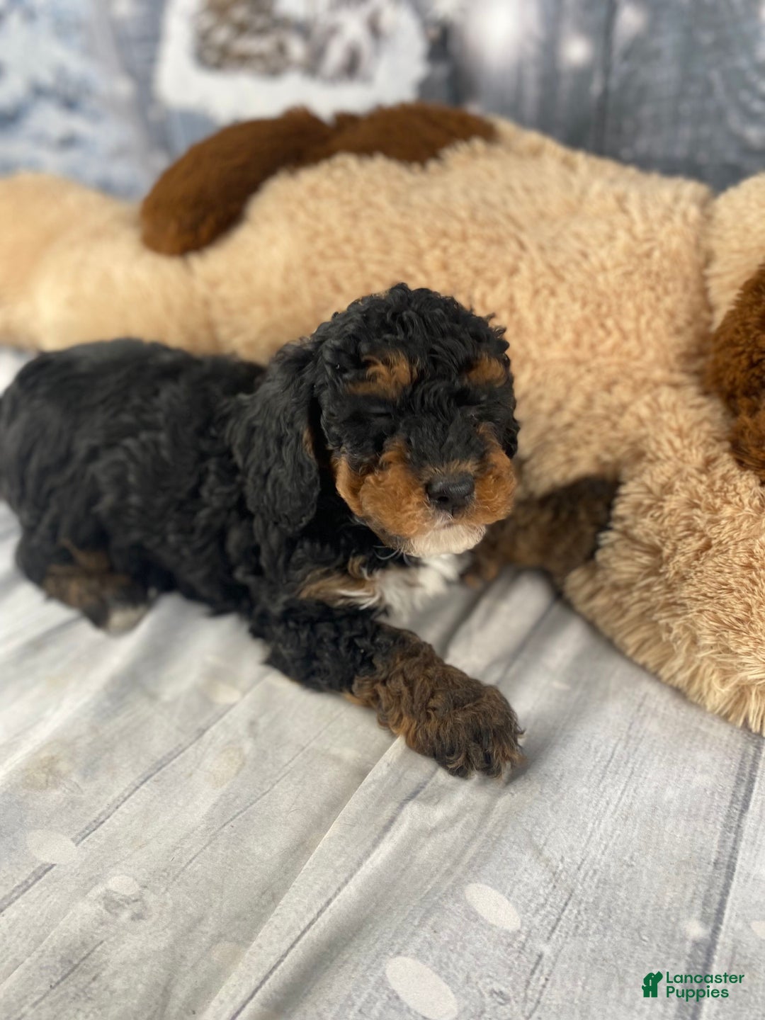 Cavapoo dogs for sale: Samson - Ad 8